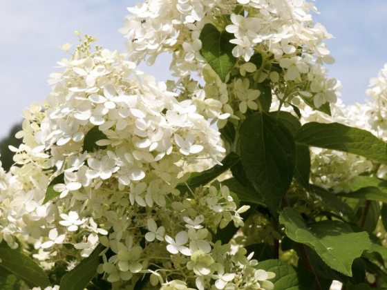 Large, cone-shaped flower clusters that transition from an elegant celadon lime green to creamy white, then pink, and finally burgundy as they mature.