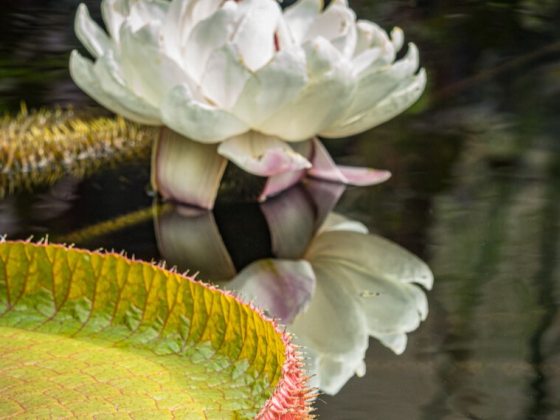 A giant, night-blooming waterlily that opens white with a sweet pineapple scent on the first night, then reopens pink on the second night.