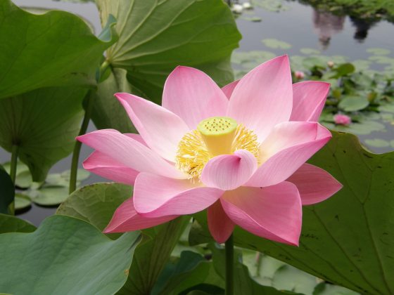 Fully open pink and white lotus with yellow center among large green leaves in a waterlily pool.
