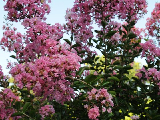 Abundant bright pink ruffled flower clusters at the tips of the tree branches. 