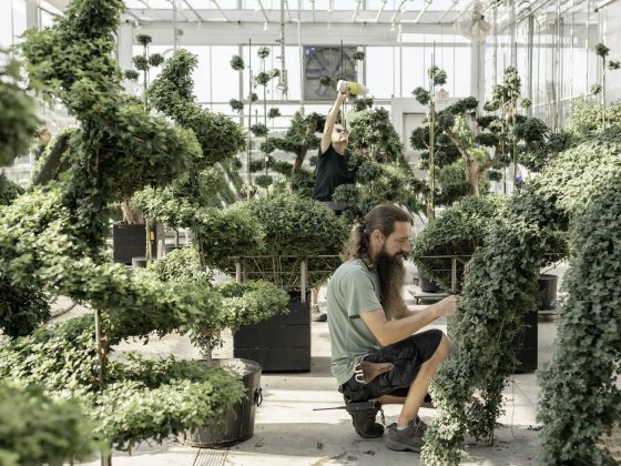 A horticulturist squats to work on specialty mums in training, amid a greenhouse of chrysanthemum forms in training.