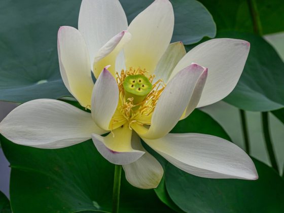Single-petal lotus known for its unique, beautiful combination of yellow, pink, and green flowers, that over time mature to become yellow.