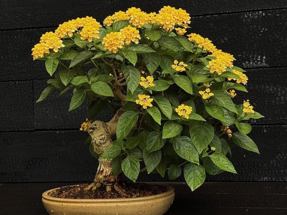 An abundant bright yellow flower clusters that look like miniature bouquets.