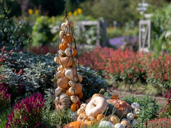 Colorful display of chrysanthemums and other fall flowers, pumpkins, and gourds