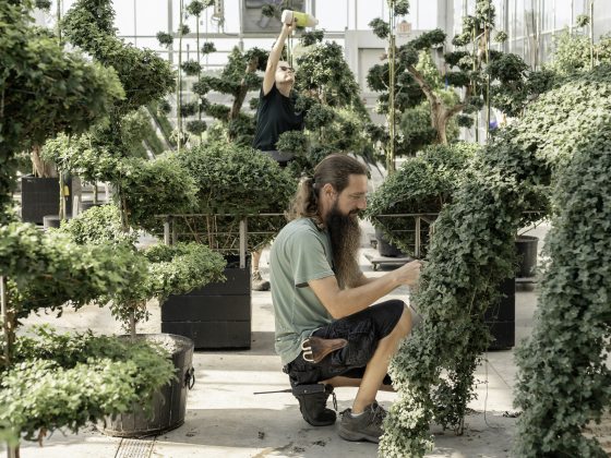 A horticulturist squats to work on specialty mums in training, amid a greenhouse of chrysanthemum forms in training.