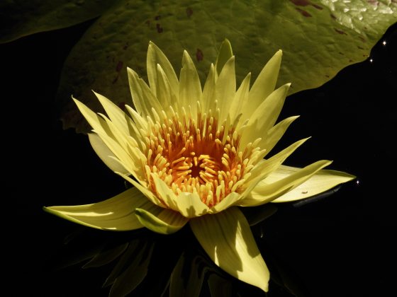  A dark, close-up photo of a vibrant yellow water lily (Nymphaea) floating on a dark pond surface. The fully open flower features numerous pointed yellow petals radiating from a dense, darker yellow-orange center. 