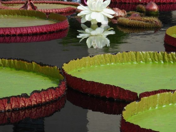 Large, waterlily type flowers open white and fragrant on the first night, transforming to a dark pink color on the second night.