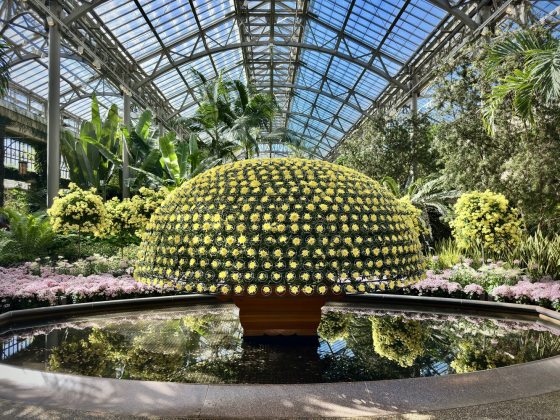 One single plant and one stem, featuring well over 1,000 perfectly‑arranged yellow blooms, each placed in concentric rows to form a uniform dome‑shaped display. 