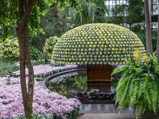 A single chrysanthemum plant meticulously trained to produce over a thousand uniform yellow blooms in a large, dome-like shape.