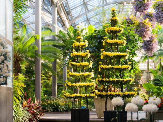 Yellow mums trained in two pagoda forms, with white mums in foreground and hanging baskets in background.