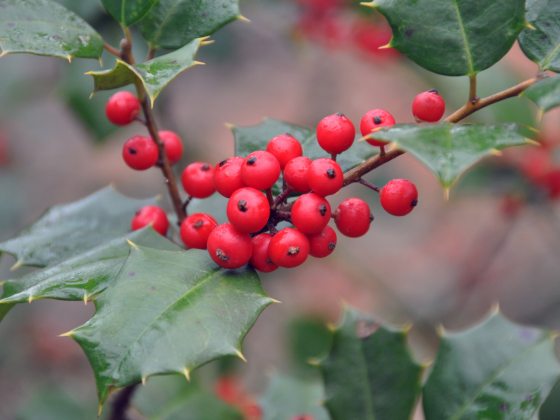 Closeup of cluster of red berries nestled among spiny dark green holly leaves.