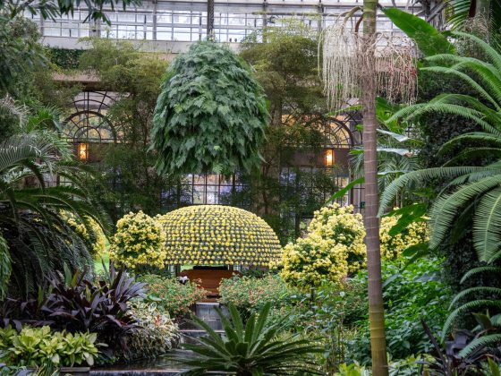 A single chrysanthemum plant meticulously trained to produce over a thousand uniform yellow blooms in a large, dome-like shape.