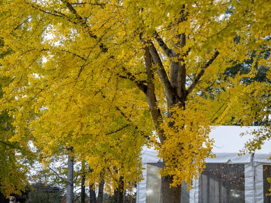 ellow fan-shaped leaves on a branch