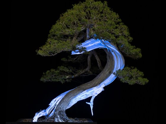 Bonsai with glowing white curving trunk.