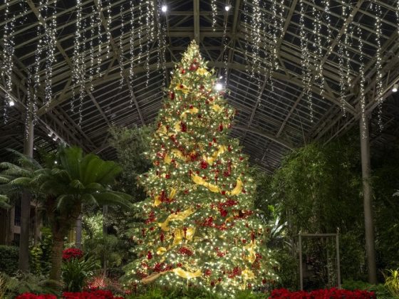 An extravagant rotating 24-foot white fir tree illuminated with warm white lights is decorated with red rubies with gold ornaments, and a swath of ornate garland in red and gold. 