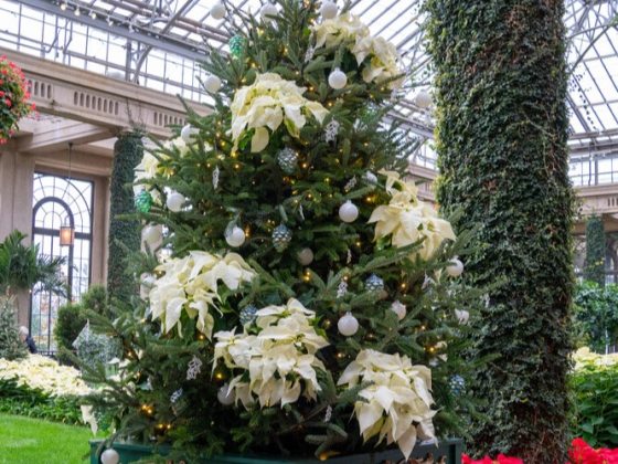 Stunning Frazer Fir tree with clusters of living white poinsettias strategically placed throughout the tree.