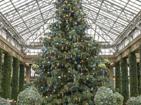 A large and wide 22-foot white fir twinkles with warm white lighting and jewel toned crystal ornaments in deep blue, cobalt, plum and gold. 