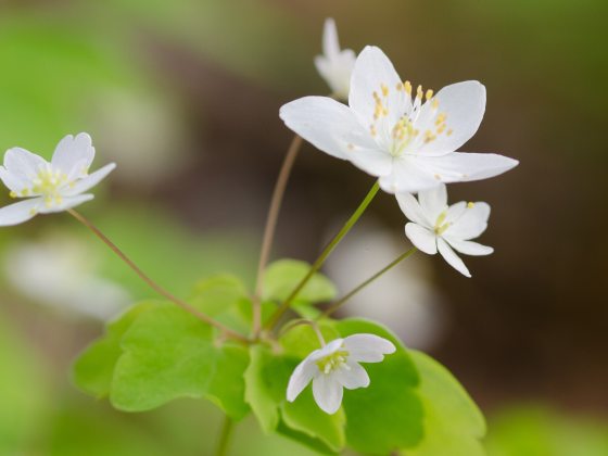 Closeup of delicate white flowers and light green foliage.