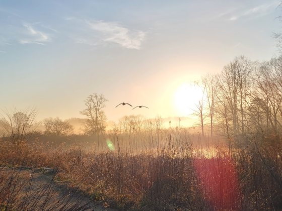 The sun rises over a winter meadow of dried grasses and bare branch trees as two birds fly toward the sun