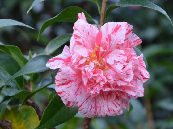 Large, soft white striped/streaked pink, double, upright, flowers, with shiny evergreen foliage.