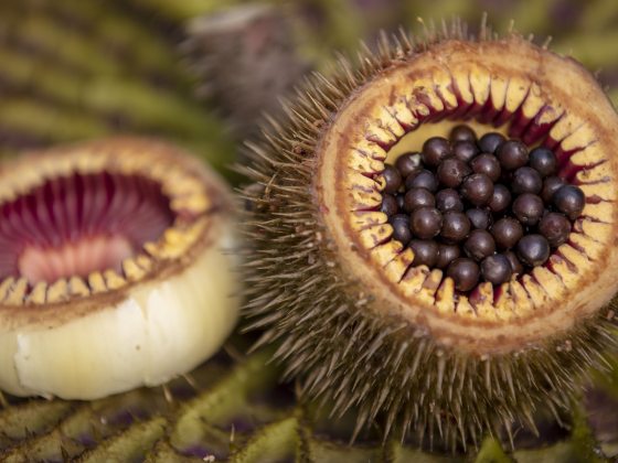 Closeup of large round seeds in the split-open fruit of a water-platter.