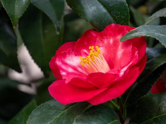 Closeup of the rose-like form of a bright red camellia tinged with white, amid dark green leaves.