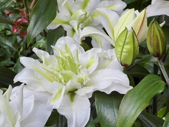 Pollen-free, double Oriental lily with lush, pure white, up-facing blooms that have hints of green at their centers.