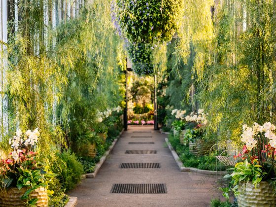 Long view down an indoor garden walk with hanging baskets overhead and bordered by light green acacia cascading over containers of white orchids.