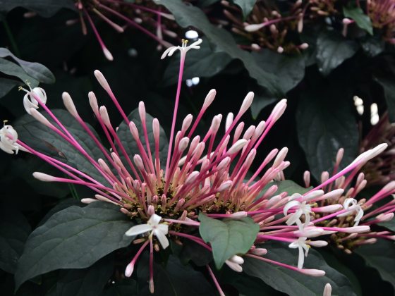 Closeup of cluster of pink-stemmed Q-tipped shaped buds opening to small white flowers against very dark green leaves.