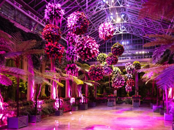 Hanging baskets illuminated in hues of pink and purple are suspended from an arched glass ceiling above a reflective floor lined with tree ferns.