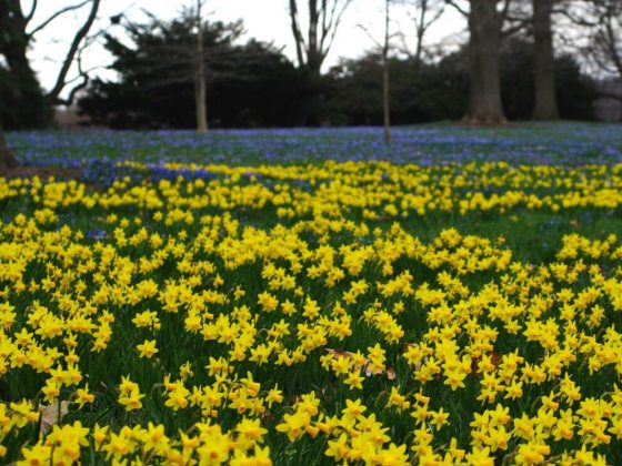 Dwarf narcissus featuring multiple, small (2.5-inch) buttercup-yellow flowers per stem. Growing only 6–10 inches tall, they have slightly reflexed, pale yellow petals surrounding a darker, egg-yolk yellow trumpet.