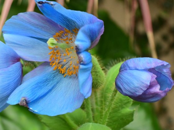 3-5 inch wide, cup-shaped flowers with blooms that are a striking, intense sky-blue to deep blue, with a contrasting yellow/golden eye.