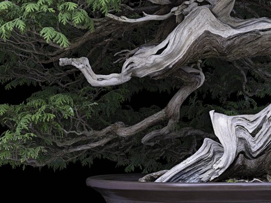 Closeup of windswept evergreen bonsai with white trunk.