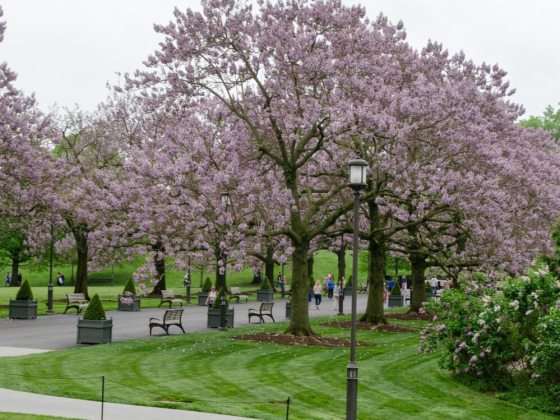 Large, fragrant, tubular (foxglove-like) flowers, which are pale lavender to pinkish-purple with dark purple spots and creamy yellow stripes.