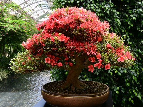 Closeup of orange-colored blooms of azalea bonsai against a conservatory backdrop.