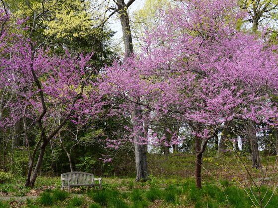 Deciduous ornamental tree that features clusters of small, rosy-pink to magenta, pea-like flowers that bloom on bare branches. 