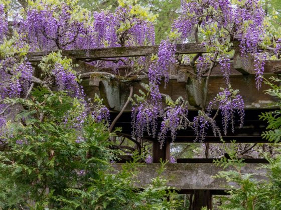 Long, fragrant, drooping flower clusters (racemes) with pea-shaped flowers, in violet, purple, or white.