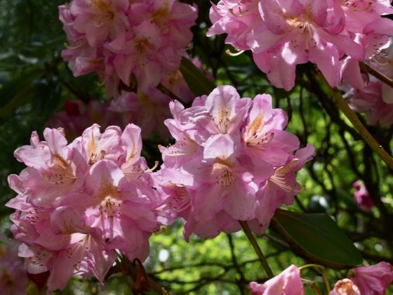 Large, fragrant, soft pink, funnel-shaped flowers 