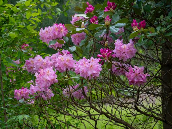 Large pink rhododendron blossoms amid dark green foliage.