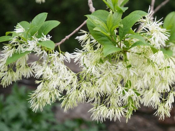 Small, deciduous shrub or tree known for its fragrant, airy, creamy-white flowers that resemble fringe or tassels.
