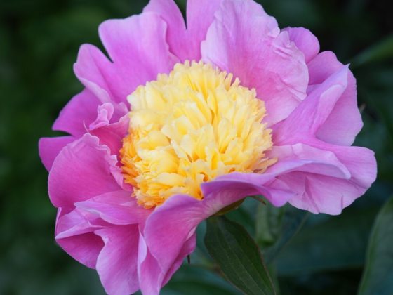 Single flower form, deep rose-pink petals with a bright yellow center.  