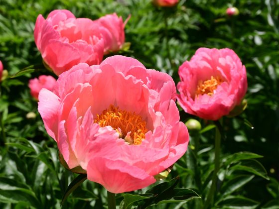 Closeup of several large coral-colored peony blooms against dark green foliage.