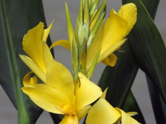 Bright, crisp, canary-yellow flowers that emerge on sturdy spikes. 