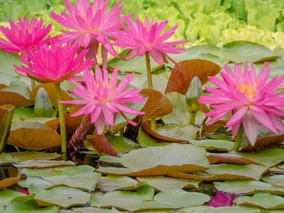 Large, bright fuchsia-pink, star-shaped flowers that emerge above the water surface. The flowers are complimented by dark green, oval leaves.