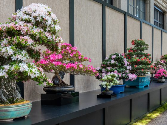 Long diagonal shot of azalea bonsai specimens on display.