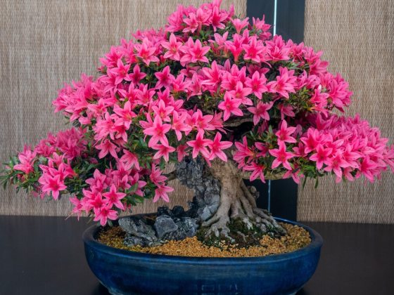 A vibrant azalea bonsai tree in full bloom with bright pink flowers, styled in an informal upright form with an exposed, gnarled root system. The tree is planted in a decorative, bright turquoise octagonal ceramic pot featuring relief carvings, set against a neutral, textured fabric paneled background.