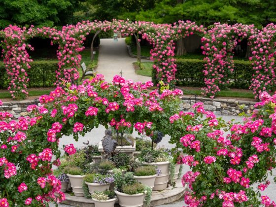 Vigorous, large-growing rambling rose that is valued for exploding in June with massive clusters of carmine-pink, single-petaled flowers that feature a bright white eye.