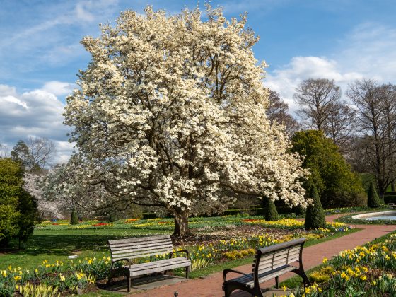 Magnolia tree at Longwood Gardens