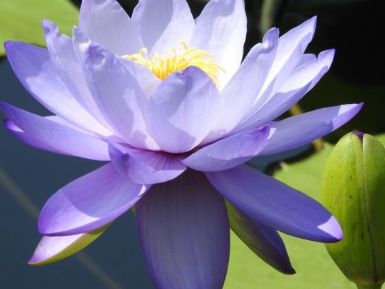 Large, cup-shaped lilac-blue flowers emerge from the water's surface on tall stalks.