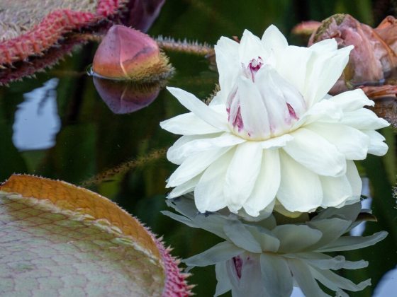 A giant, night-blooming waterlily that opens white with a sweet pineapple scent on the first night, then reopens pink on the second night.